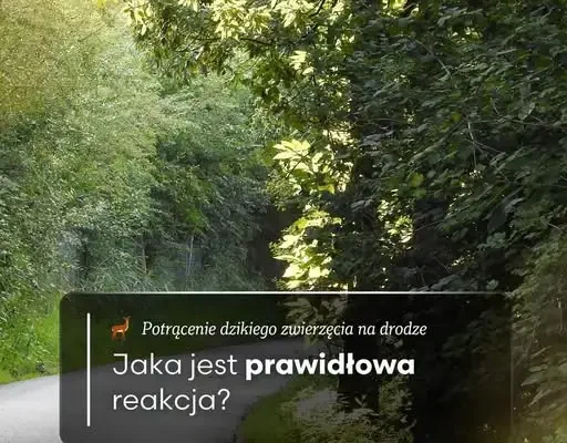 Rykowisko i bukowisko – wzrost ryzyka potrąceń zwierząt na drogach. Jak reagować?
